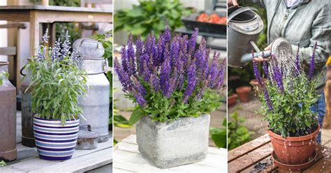 what reading on moisture meter for salvia in containers|purple salvia in pots.